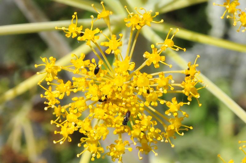 Thapsia garganica / Firrastrina comune